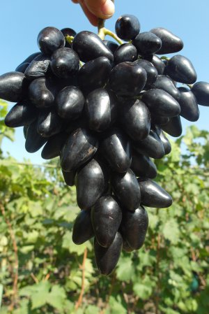 Виноград Черные Сорта Сорта Фото